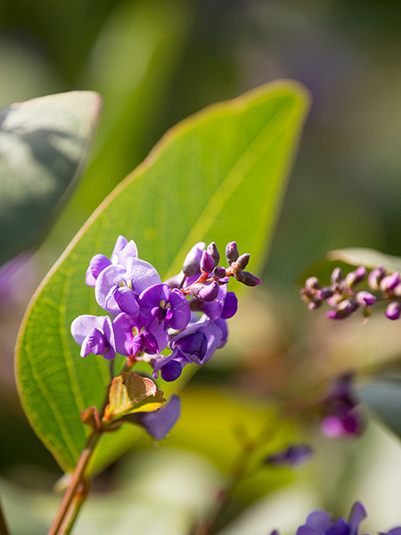 Native Plant