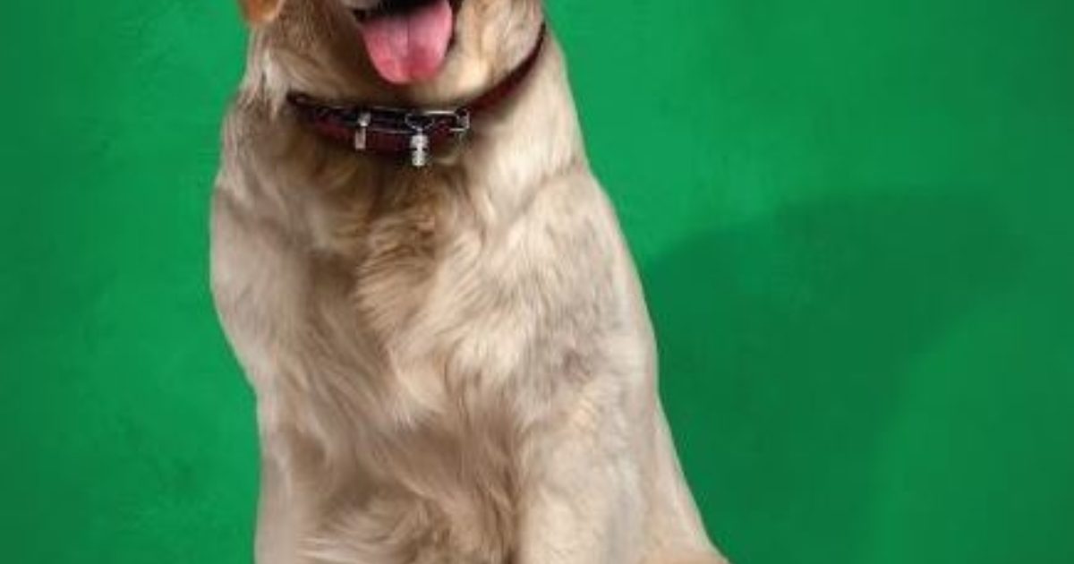 WARNING Protect your dog from parvo · City of Playford