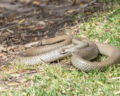 Getty Images Eastern brown