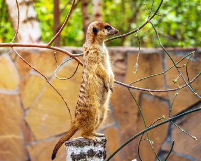 Meerkat