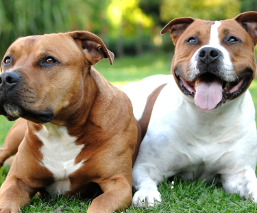 Pet owners Connection Day heads to Elizabeth