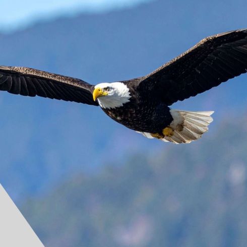 Business Workshop: Ensure you Soar - Stress & Burnout Education