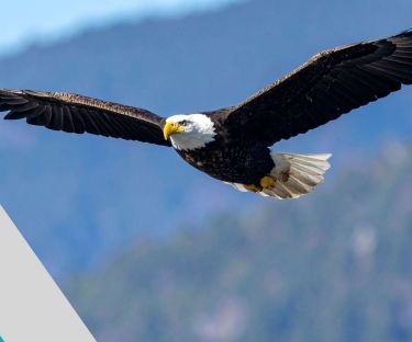 Business Workshop: Ensure you Soar - Stress & Burnout Education