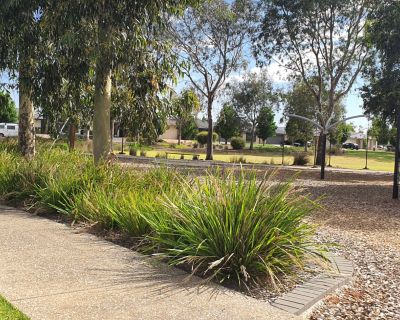 Acacia Path around play area 122025