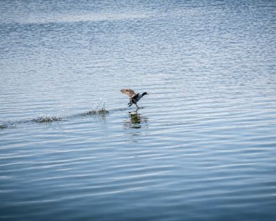Lake Duck