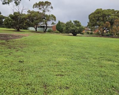 Currawong grass and trees 062026