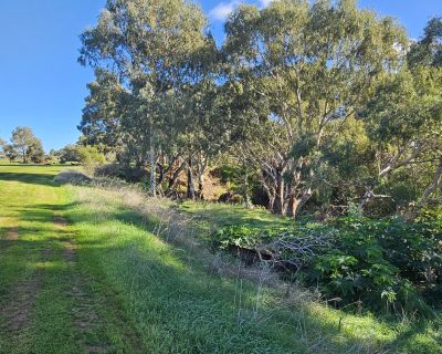 Riverview gully 052026