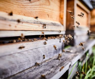 School Holidays Spring 2020: Adelaide Bee Sanctuary