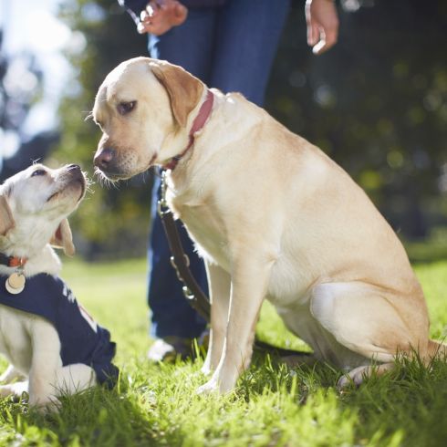 School Holidays Spring 2020: Storytime with Rosemarie and her Guide Dog