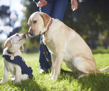 School Holidays Spring 2020: Storytime with Rosemarie and her Guide Dog