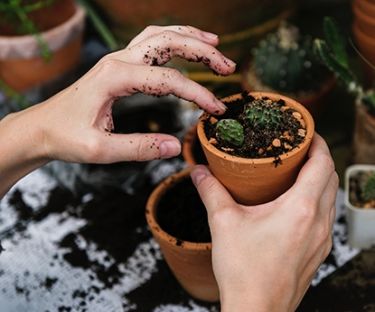 Sophie Thompson: Gardening Maintenance and Woes in Winter