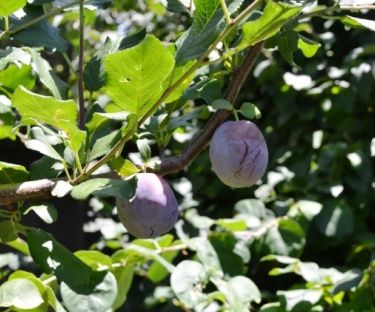 Elizabeth’s Garden of Eden