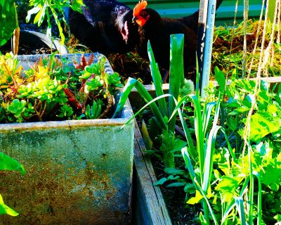 Joe Connected Garden sh 5
