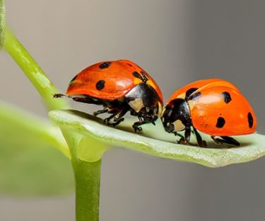 Meet the Bugs with Bugs and Slugs