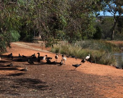 Spa Ao 181220 Olivegrovewetlands 3561