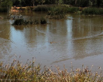 Spa Ao 181220 Olivegrovewetlands 3563