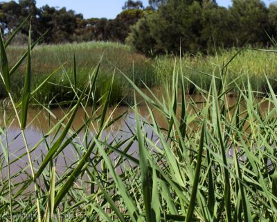 Spa Ao 181220 Olivegrovewetlands 3573