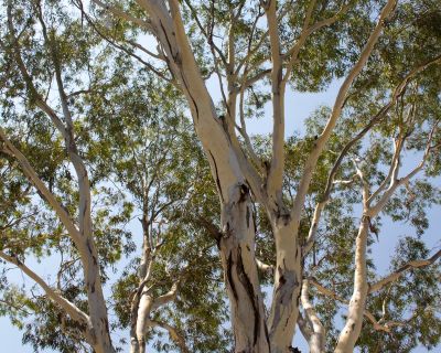 Spa Ao 190130 Spruanceplayground 4475