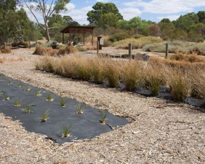 Spa Ao 190131 Littleparaseedorchard 4551