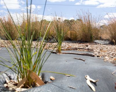 Spa Ao 190131 Littleparaseedorchard 4552