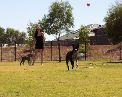 Spa Ao 190205 Blakes Crossing Pooch Park 5047