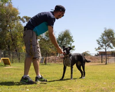 Spa Ao 190205 Blakes Crossing Pooch Park 5057