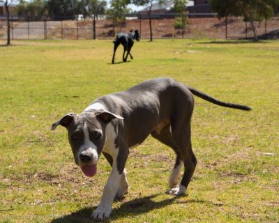 Spa Ao 190205 Blakes Crossing Pooch Park 5031