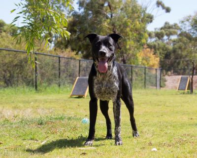 Spa Ao 190205 Blakes Crossing Pooch Park 5044