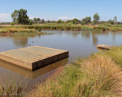 Spa Ao 190207 Curtiswetlands 5318