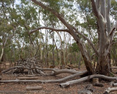 Spa Ao 190213 Parawirra 5671