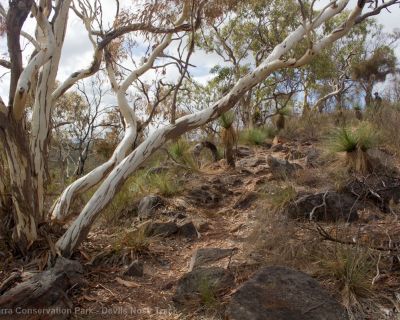 Spa Ao 190213 Parawirra 5601